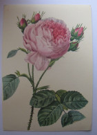 FLEURS - Rose - Flores