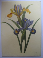 FLEURS - Iris - Fleurs