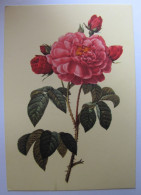 FLEURS - Roses - Blumen