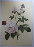 FLEURS - Roses - Blumen