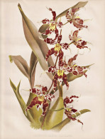Odontoglossum Elegans - Orchid Orchids Orchidee / South America Amerika Mexico Mexiko India Indien / Flowers B - Prints & Engravings