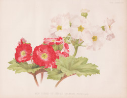 New Forms Of Single Chinese Primulas - Primula Primel Primrose / Flower Blume Flowers Blumen / Pflanze Planzen - Prints & Engravings