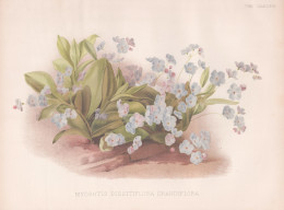 Myosotis Dissitiflora Grandiflora - Kaukasus Caucasus / Vergissmeinnicht / Flower Blume Flowers Blumen / Pflan - Estampes & Gravures