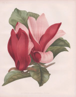 Magnolia Soulangeana Nigra - Magnolie Magnolien Magnolias / Flowers Blumen Flower Blume / Botanical Botanik Bo - Stiche & Gravuren