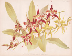 Odontoglossum Cordatum - Orchidee Orchid / South America Südamerika / Flower Blume Flowers Blumen / Pflanze P - Prints & Engravings