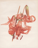 Lilium Tigrinum Splendens - Lilium Lancifolium Tiger-Lilie / China Japan / Flower Blume Flowers Blumen / Pflan - Estampes & Gravures