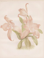 Laelia Autumnalis Venusta - Orchid Orchidee / Flowers Blumen Flower Blume / Botanical Botanik Botany / Pflanze - Stiche & Gravuren