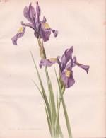 Iris Missouriensis - Rocky-Mountain-Schwertlilie Missouri Flag Western Blue Flag / Flowers Blumen Flower Blume - Stiche & Gravuren