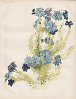 Leschenaultia Biloba Major - Blue Leschenaultia / Australia Australien / Flowers Blumen Flower Blume / Botanic - Estampes & Gravures