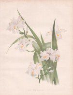 Iris Fimbriata - Schwertlilie / Flower Blume Flowers Blumen / Pflanze Planzen Plant Plants / Botanical Botanik - Stiche & Gravuren