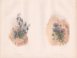 Linaria Alpina - Phyteuma Humile - Alpen-Leinkraut Alpine Toadflax / Teufelskralle / Flower Blume Flowers Blum - Estampes & Gravures