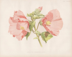 Hibiscus Grandiflorus - Hibiskus Eibisch Hibiscus / Flower Blume Flowers Blumen / Pflanze Planzen Plant Plants - Stampe & Incisioni