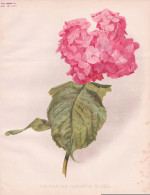 Hydrangea Japonica Rosea - Hortensie Hortensia / Japan / Flowers Blumen Flower Blume / Botanical Botanik Botan - Stampe & Incisioni