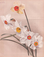Hybrids Of Narcissus Poeticus - Narzissen Narcissus Daffodil Jonquil / Flowers Blumen Flower Blume / Botanical - Estampes & Gravures