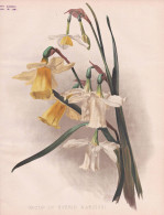 Group Of Narcissi - Narzissen Narcissus Daffodil Jonquil / Flowers Blumen Flower Blume / Botanical Botanik Bot - Estampes & Gravures