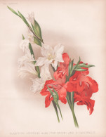 Gladiolus Colvillei Alba (the Bride) And G. Cardinalis - Zwerg-Gladiolie Gladiolen Schwertblume Sword Lily / F - Prints & Engravings