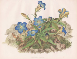 Gentiana Kurroo - Himalaya-Enzian Kies-Enzian Indian Gentian Himalayan Gentian / Flowers Blumen Flower Blume / - Stiche & Gravuren
