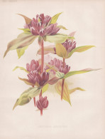 Gentiana Andrewsi - America Amerika Canada Kanada / Enzian Gentian / Flower Blume Flowers Blumen / Pflanze Pla - Stiche & Gravuren