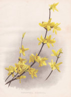 Forsythia Suspensa - Forsythie / Japan China / Flowers Blumen Flower Blume / Botanical Botanik Botany / Pflanz - Stampe & Incisioni