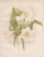 Eucharis Sanderiana - Amazonaslilie Amazon Lily Herzenskelch / Mexico Venezuela / Flowers Blumen Flower Blume - Prints & Engravings