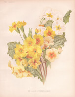 Yellow Primrose - Primula Primel / Flower Blume Flowers Blumen / Pflanze Planzen Plant Plants / Botanical Bota - Stampe & Incisioni