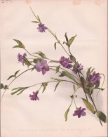 The Double Periwinkle (Vinca Minor Fl.  - Immergrün Myrtle / Flowers Blumen Flower Blume / Botanical Botanik - Prints & Engravings