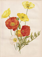 Varieties Of Papaver Nudicaule - Islandmohn Mohn Poppy / Sibirien Kasachstan Mongolei Siberia Kazakhstan Mongo - Prints & Engravings