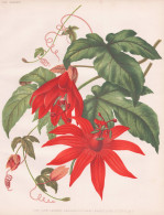 The Vine-Leaved Passion-Flower (Passiflora Vitifolia) - Passionsblume / Flowers Blumen Flower Blume / Botanica - Stiche & Gravuren
