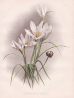 Zephyranthes Candida - Zephyrlilien Fairy Lily Rainflower Zephirblumen / Flowers Blumen Flower Blume / Botanic - Stampe & Incisioni