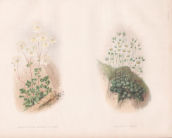 Thalictrum Anemonoides - Saxifraga Caesia - Wiesenraute Meadow-rue / Steinbrech Rockfoils / North America Nord - Stiche & Gravuren
