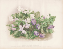 Three Double Violets. - Comte Brazza's White Neapolitan - Marie Louise - Veilchen Violen Hornveilchen Horned P - Stampe & Incisioni