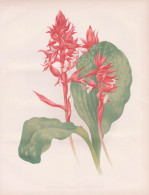 Stenorhynchus Speciosum - Orchid Orchidee / Mexico Mexiko / Flowers Blumen Flower Blume / Botanical Botanik Bo - Stiche & Gravuren