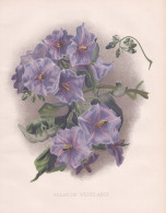 Solanum Wendlandi - Nachtschatten Nightshade / Flowers Blumen Flower Blume / Botanical Botanik Botany / Pflanz - Stiche & Gravuren