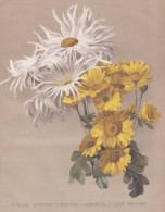 Single Chrysanthemums. 1. America . 2. Lady Brooke - Chrysanthemen Chrysanths Mums / Flowers Blumen Flower Blu - Stampe & Incisioni