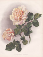 Rose 'Emilie Dupuy' - Rose Rosen Roses Rosa / Flowers Blumen Flower Blume / Botanical Botanik Botany / Pflanze - Stiche & Gravuren