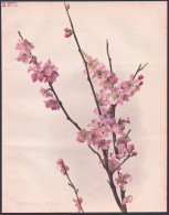 Prunus Mume - Ume Japanische Aprikose Chinese Plum / China Japan / Flowers Blumen Flower Blume / Botanical Bot - Stiche & Gravuren