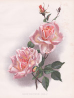Rose 'Docteur Grill' - Rose Rosen Roses Rosa / Flowers Blumen Flower Blume / Botanical Botanik Botany / Pflanz - Stiche & Gravuren
