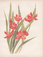 Schizostylis Coccinea - River Lily Roter Sumpfspaltgriffel / Africa Afrika / Flowers Blumen Flower Blume / Bot - Stiche & Gravuren