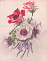 Poppy Anemones - Kronen-Anemone Spanish Marigold / Flowers Blumen Flower Blume / Botanical Botanik Botany / Pf - Stiche & Gravuren