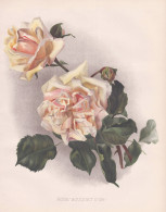 Rose 'Boquet D'Or' - Rose Rosen Roses Rosa / Flowers Blumen Flower Blume / Botanical Botanik Botany / Pflanze - Stiche & Gravuren