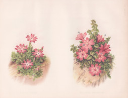 Primula Minima - Epilobium Obcordatum - Primula Primel Primrose / California Kalifornien / Flower Blume Flower - Stiche & Gravuren