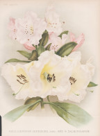 Rhododendron Dennisonii (pink) And R. Dalhousianum - Rhododendren / Flower Blume Flowers Blumen / Pflanze Plan - Stiche & Gravuren