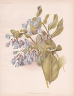 Pulmonaria Virginica - Lungenkraut Lungwort / Flower Blume Flowers Blumen / Pflanze Planzen Plant Plants / Bot - Stampe & Incisioni