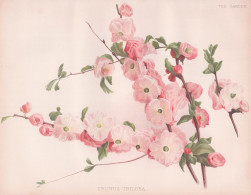 Prunus Triloba - Mandelbäumchen Flowering Plum / China / Flower Blume Flowers Blumen / Pflanze Planzen Plant - Stiche & Gravuren