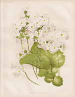 Primula Obconica - Primel Primrose / China / Flowers Blumen Flower Blume / Botanical Botanik Botany / Pflanze - Stampe & Incisioni