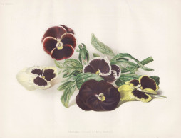 Pansies - Drawn By Mrs. Duffield - Pansies Pensee Pansy Stiefmütterchen / Flower Blume Flowers Blumen / Pflan - Stiche & Gravuren