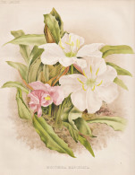 Oenothera Marginata - Nachtkerzen Evening Primrose / Flowers Blumen Flower Blume / Botanical Botanik Botany / - Stiche & Gravuren