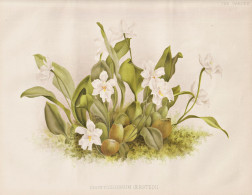 Odontoglossum Oerstedii - Orchid Orchids Orchidee / South America Amerika Mexico Mexiko Indien India / Flowers - Prints & Engravings