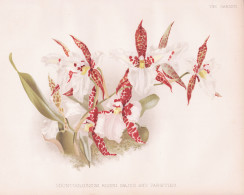 Odontoglossum Rossii Majus And Varieties - Orchidee Orchid / Mexico Mexiko / Flower Blume Flowers Blumen / Pfl - Prints & Engravings