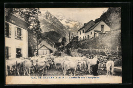 CPA Gavarnie, L`arrivée Des Troupeaux  - Gavarnie